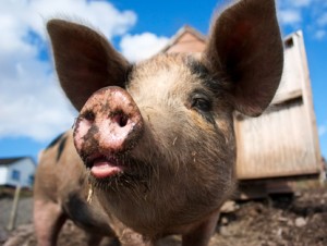 Teton Count Fair Pig Wrestling