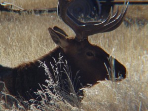 National Elk Refuge