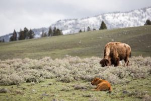 wildlife in the distance