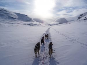 dog sled tour in jackson hole