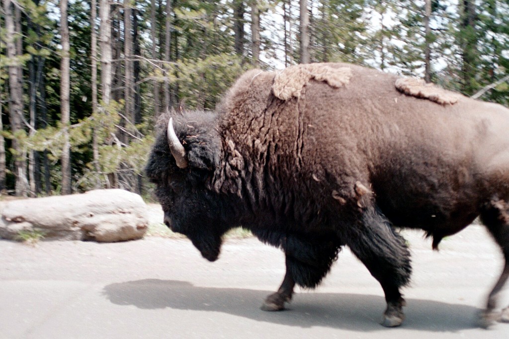 Yellowstone Bison