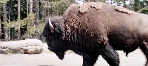 Yellowstone Bison