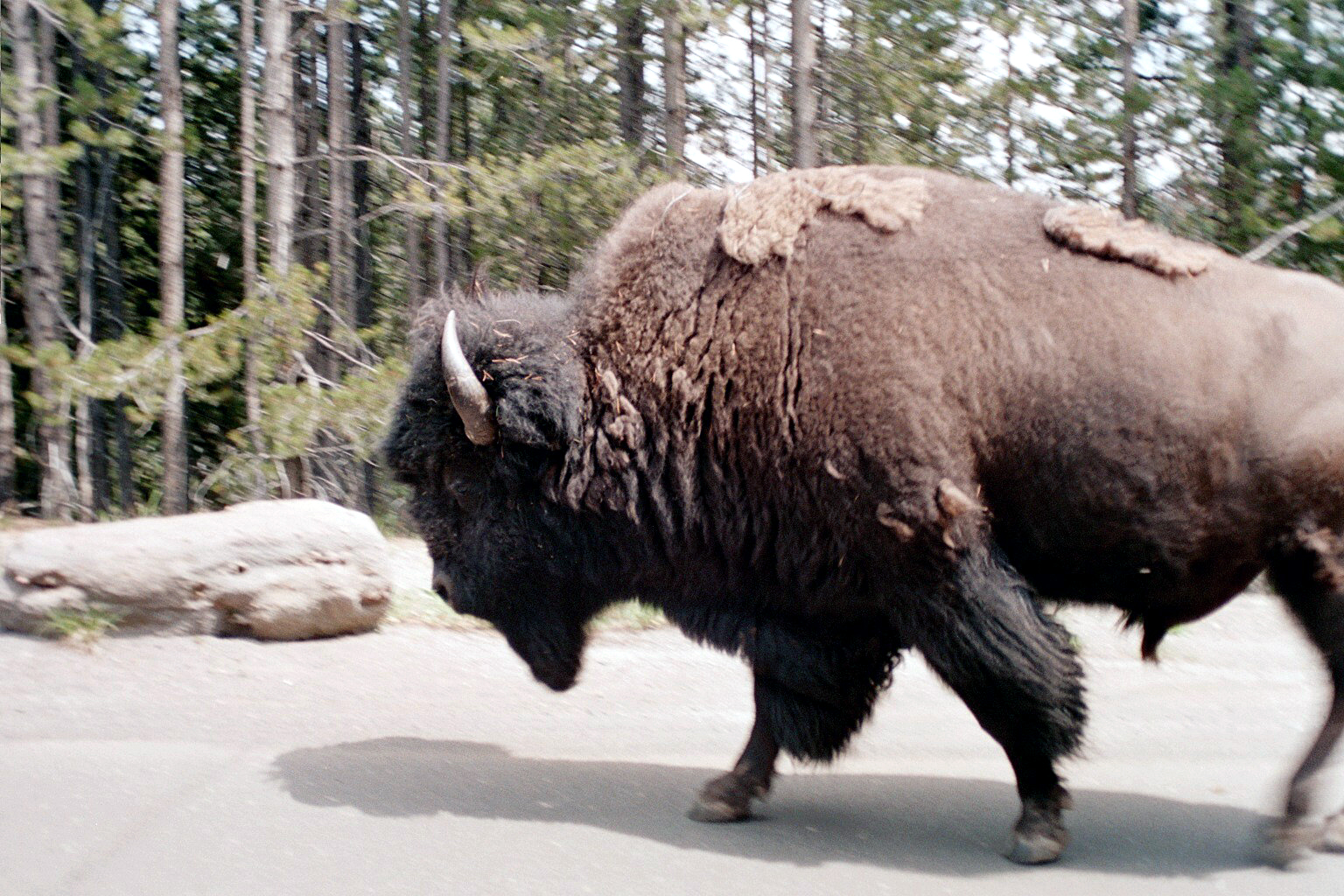 A Brief History of Yellowstone Jackson Hole Reservations