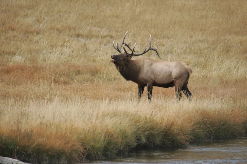 music in jackson hole