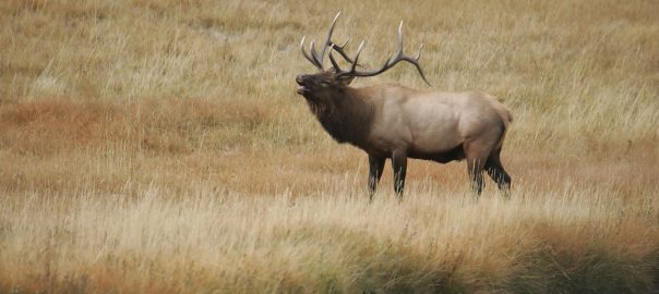 music in jackson hole