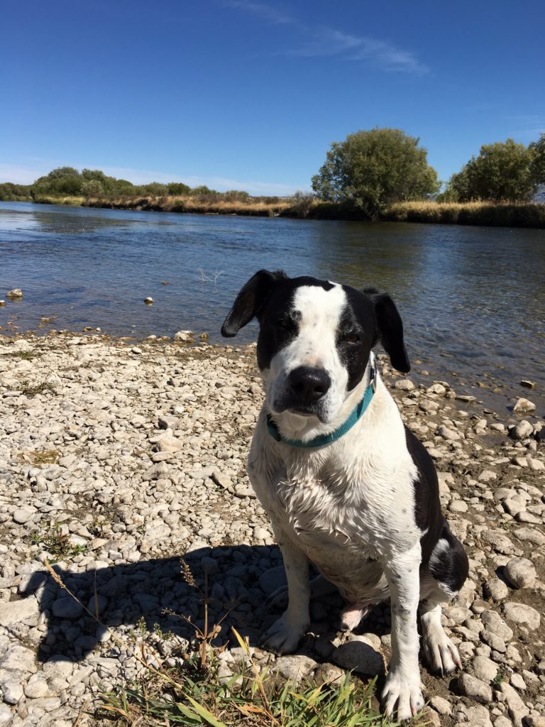 Jackson Hole is petfriendly! Jackson Hole Reservations