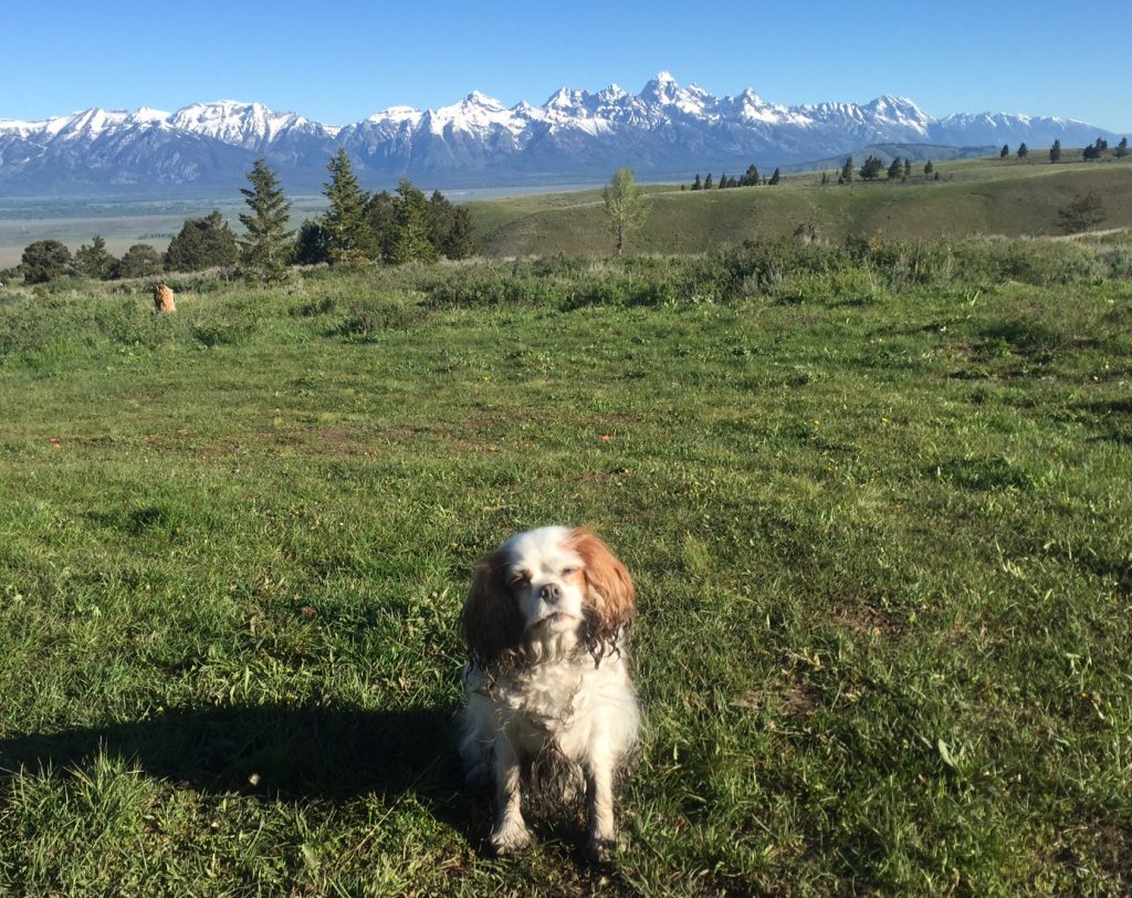 Jackson Hole is petfriendly! Jackson Hole Reservations