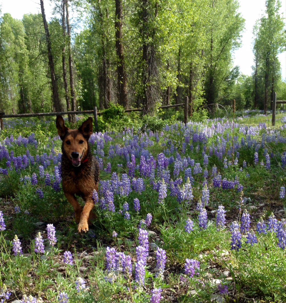 Jackson Hole is petfriendly! Jackson Hole Reservations