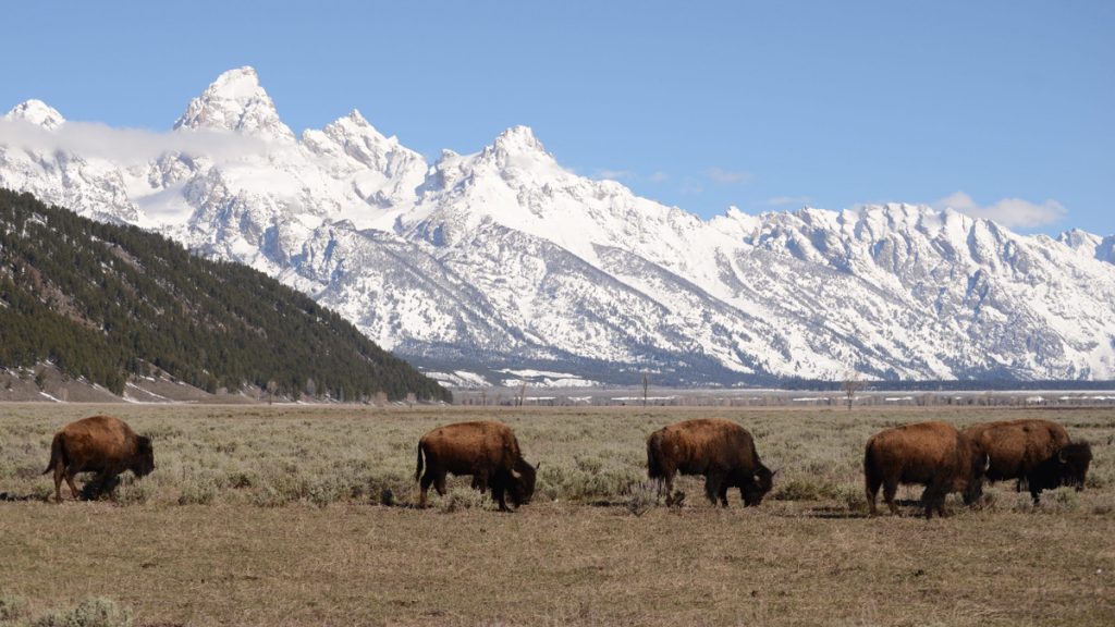 wildlife_bison - Jackson Hole Reservations