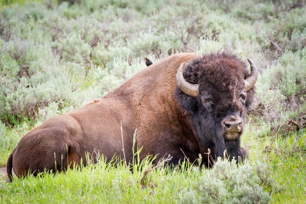 Jackson Hole Wildlife